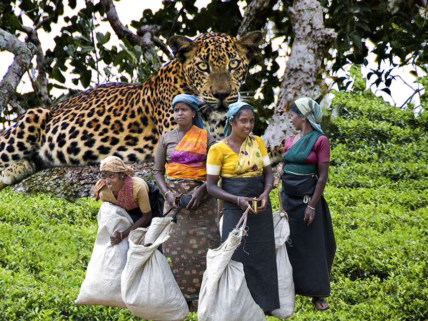 Sri Lanka